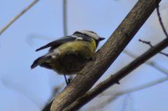 Cyanistes caeruleus × cyanus