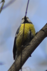 Cyanistes caeruleus × cyanus
