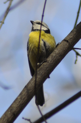 Cyanistes caeruleus × cyanus