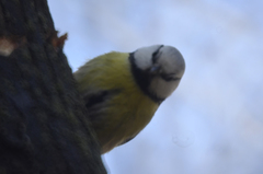 Cyanistes caeruleus × cyanus