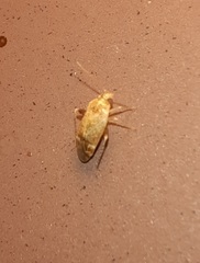 Hamatophylus guttulosus