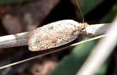 Agonopterix assimilella