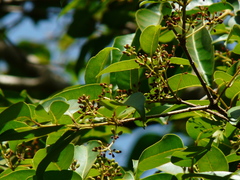 Olea dioica