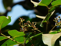 Olea dioica
