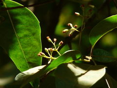 Olea dioica