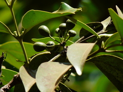 Olea dioica