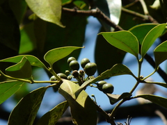 Olea dioica