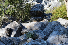 Aloe succotrina