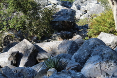 Aloe succotrina