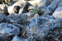 Aloe succotrina