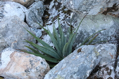 Aloe succotrina