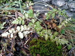 Cystopteris tasmanica
