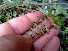 Cystopteris tasmanica