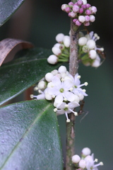 Ilex memecylifolia