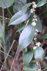 Ilex memecylifolia