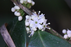 Ilex memecylifolia