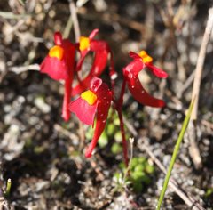 Utricularia menziesii