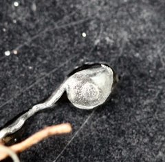 Utricularia menziesii