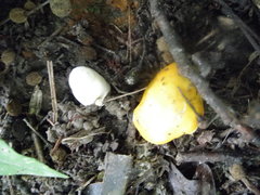 Russula lutea