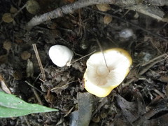 Russula lutea