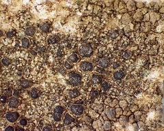 Pyrenodesmia atroalba