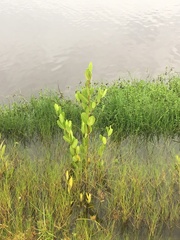 Laguncularia racemosa