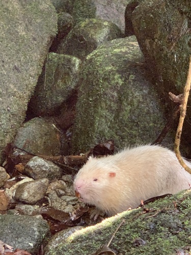 Indomalayan Bamboo Rat (Rhizomys sumatrensis)