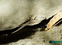 Pristurus rupestris rupestris