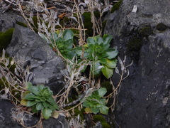 Draba grandis