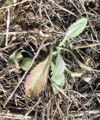Scabiosa ochroleuca
