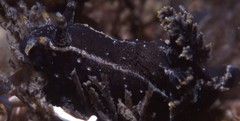 Polycera hedgpethi image