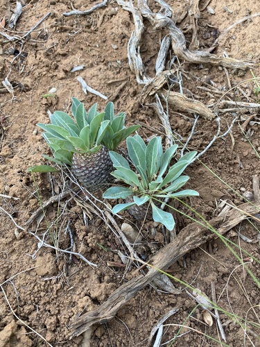Euphorbia bupleurifolia, photograph 2