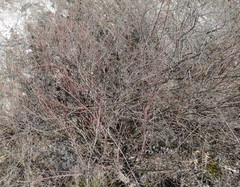 Cotoneaster alaunicus