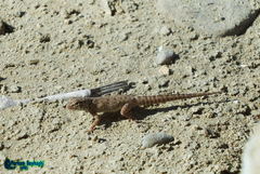 Pristurus rupestris rupestris