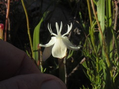 Moraea inconspicua