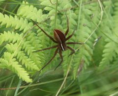 Dolomedes striatus