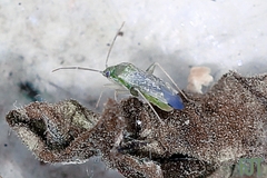 Miridae