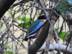 Pitta moluccensis