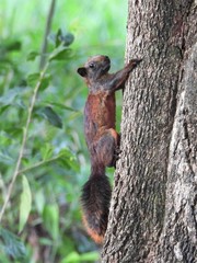 Callosciurus finlaysonii