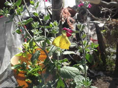 Abaeis salome jamapa