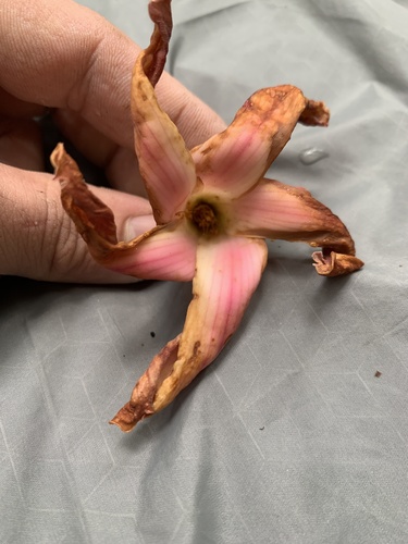 Dipterocarpus grandiflorus (Dipterocarpus grandiflorus)