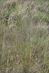 Austrostipa semibarbata