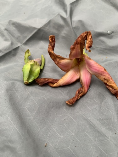 Dipterocarpus grandiflorus, photograph 6