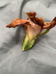 Dipterocarpus grandiflorus