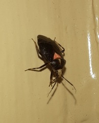 Deraeocoris sayi