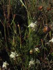 Moraea inconspicua