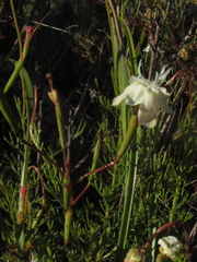 Moraea inconspicua