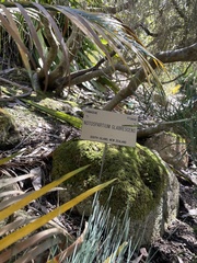 Carmichaelia glabrescens