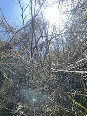 Carmichaelia glabrescens