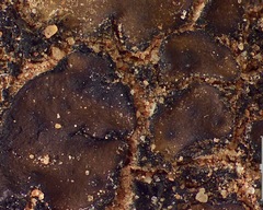 Placidium pilosellum